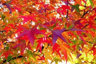 Imagem jigsaw puzzle