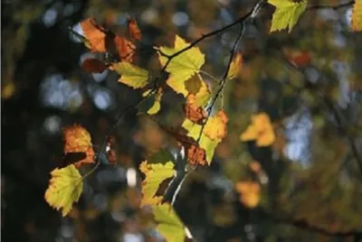 Imagem jigsaw puzzle