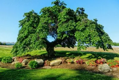 Imagem jigsaw puzzle