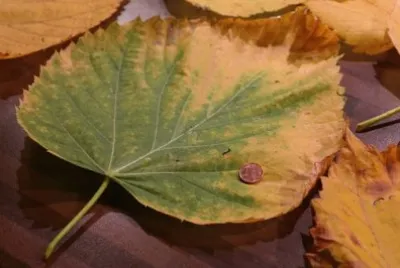 Imagem jigsaw puzzle