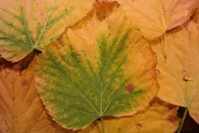 Imagem jigsaw puzzle