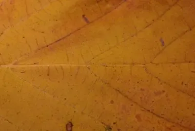 Imagem jigsaw puzzle