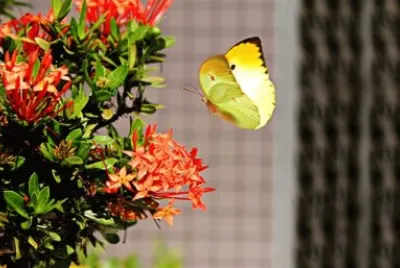 Imagem jigsaw puzzle