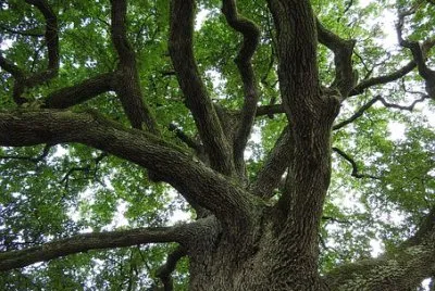 Imagem jigsaw puzzle