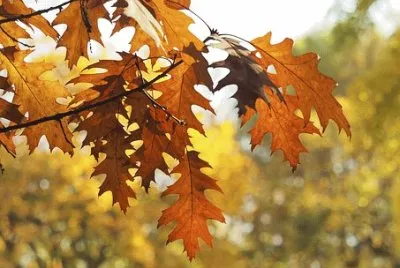 Imagem jigsaw puzzle