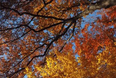 Imagem jigsaw puzzle