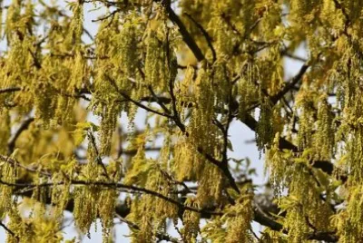 Imagem jigsaw puzzle