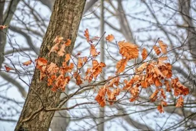 Imagem jigsaw puzzle