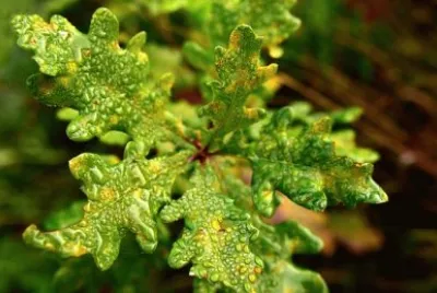 Imagem jigsaw puzzle