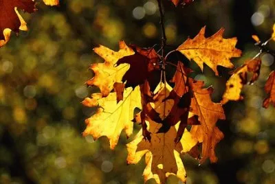 Imagem jigsaw puzzle