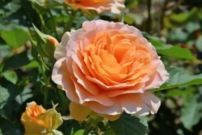 flores jigsaw puzzle