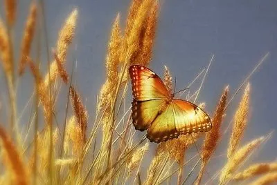natural