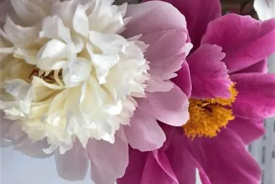 flores jigsaw puzzle