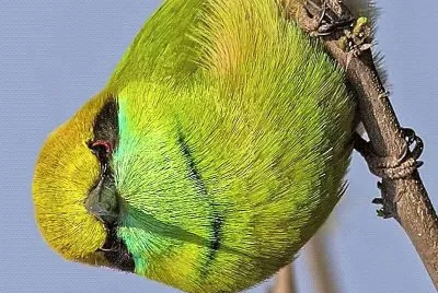 natural