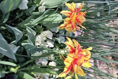 flores jigsaw puzzle