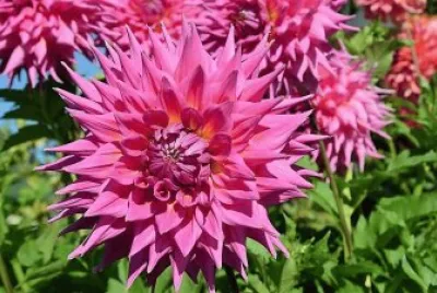 flores jigsaw puzzle