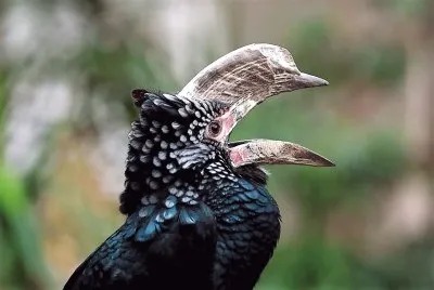 natural
