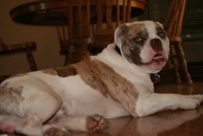 Alapaha blue blood bulldog