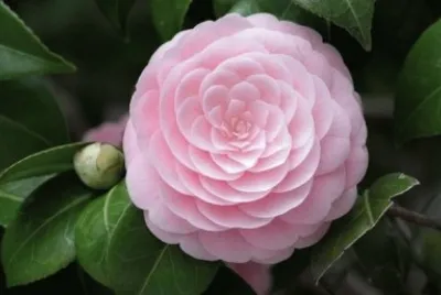 camelia