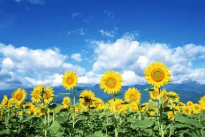 girasoles