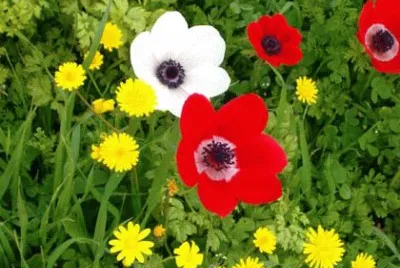 silvestre jigsaw puzzle