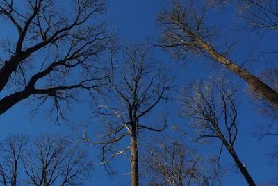 Imagem jigsaw puzzle