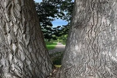 Imagem jigsaw puzzle