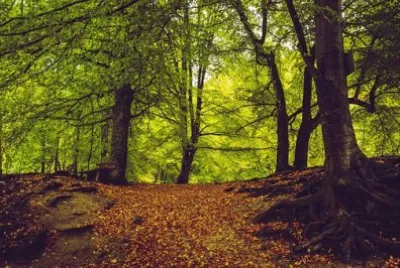 Imagem jigsaw puzzle