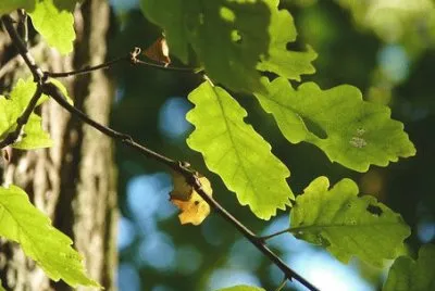 Imagem jigsaw puzzle