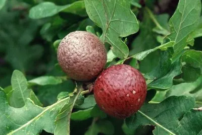 Imagem jigsaw puzzle