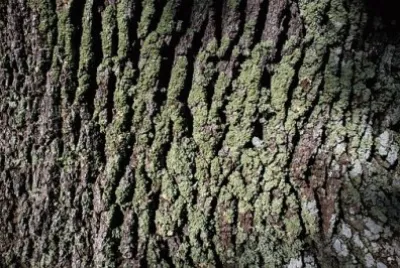 Imagem jigsaw puzzle