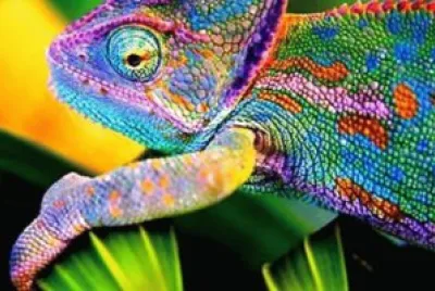 camaleon