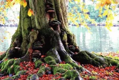arbol jigsaw puzzle