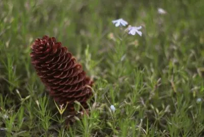 Imagem jigsaw puzzle