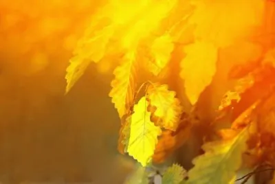 Imagem jigsaw puzzle