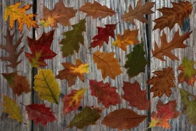 Imagem jigsaw puzzle