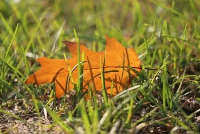 Imagem jigsaw puzzle