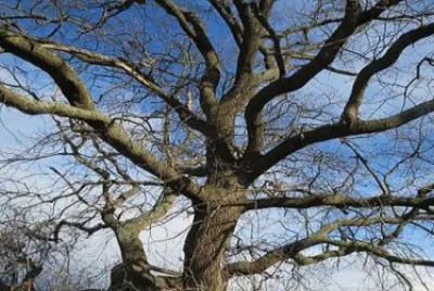 Imagem jigsaw puzzle