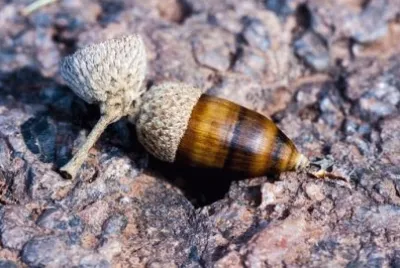 Imagem jigsaw puzzle