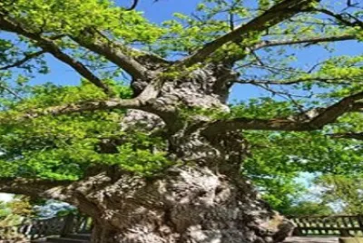 Imagem jigsaw puzzle