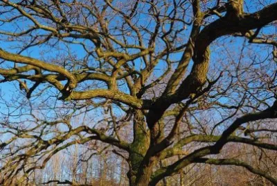 Imagem jigsaw puzzle