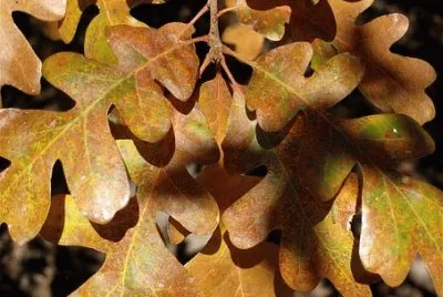 Imagem jigsaw puzzle