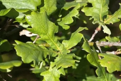 Imagem jigsaw puzzle