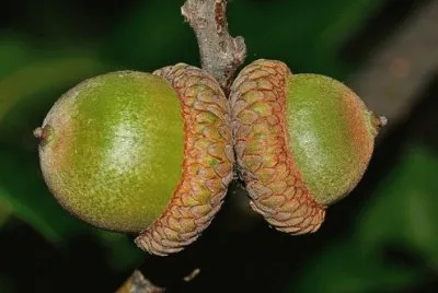 Imagem jigsaw puzzle