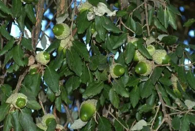 Imagem jigsaw puzzle