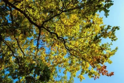 Imagem jigsaw puzzle