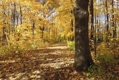 Imagem jigsaw puzzle