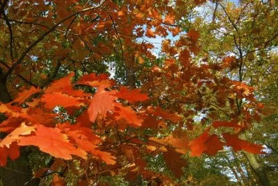 Imagem jigsaw puzzle