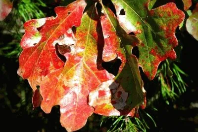 Imagem jigsaw puzzle