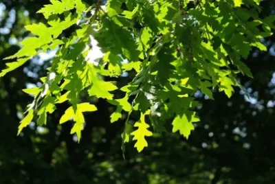 Imagem jigsaw puzzle